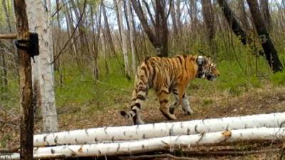Подозреваемые в убийстве тигра Павлика задержаны на 25 суток
