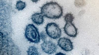Американский биолог рассказала о влиянии гриппа на коронавирус