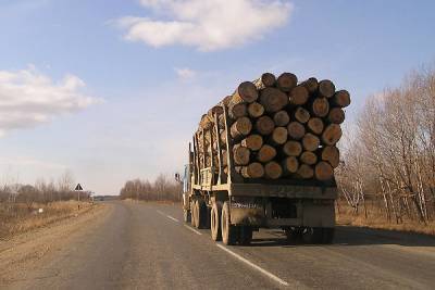 Путин поручил запретить вывоз необработанного леса