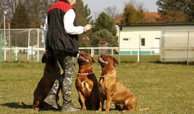 «Аэрофлот» начал тренировать собак для поиска заражённых коронавирусом