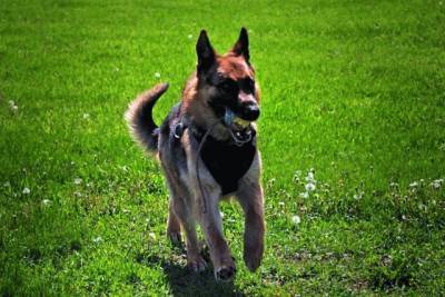 На Донбассе появилась служебная собака, которая специализируется на поиске трупов