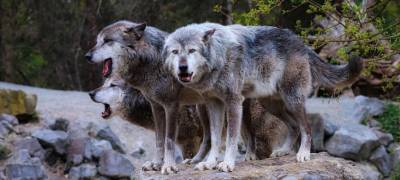Охотники убили трех волков, держащих в страхе жителей поселков Карелии