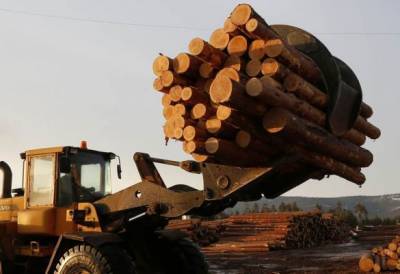 Путин потребовал очистить лесную отрасль от криминальных схем