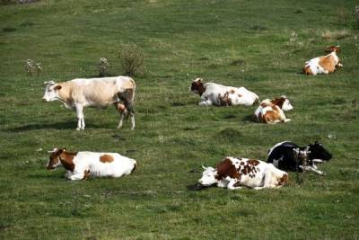 Британия возобновляет поставки говядины в США после 24-летнего перерыва