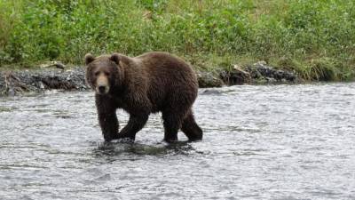 На Камчатке застрелили медведя, который напал на туристку из Москвы