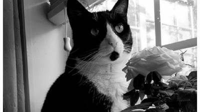 Умерла кошка из мема "кричащий плачущий кот" - piter.tv