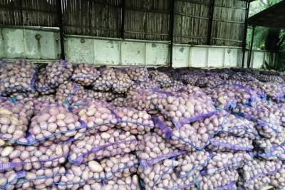 Более 160 тонн картофеля убрали островские заключённые