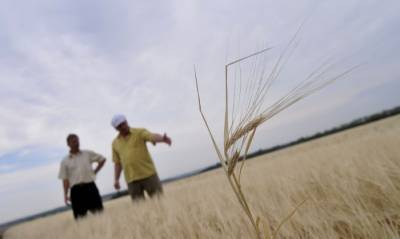 Минсельхоз оценил в 7,5 млрд руб. ущерб аграриев РФ от непогоды в этом году