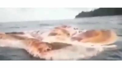 В Индонезии к берегу прибило огромную тушу морского неизвестного животного