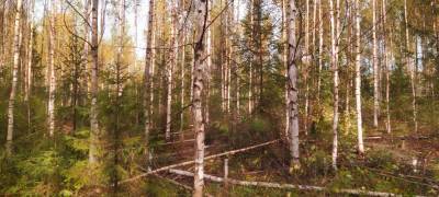 "В Карелии и в стране в целом появляется новый рынок – выращивания леса на сельхозземлях"