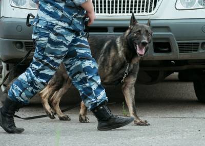 Служебных собак в России могут привлечь для идентификации заболевших COVID-19