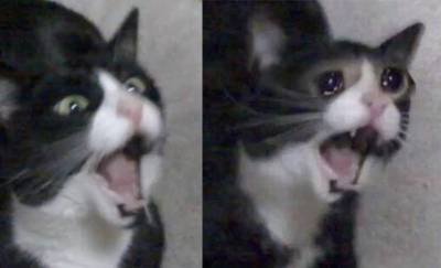Умерла «кричащая плачущая кошка» Инки — героиня одной из самых грустных картинок — реакций интернета