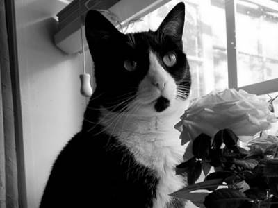 Стала мемом при жизни: умерла легендарная кошка из Сети