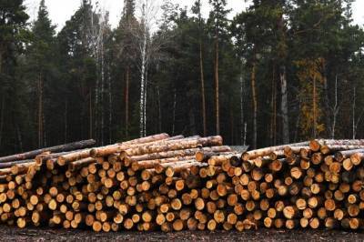 Правительство намерено запретить вывоз необработанной древесины за рубеж