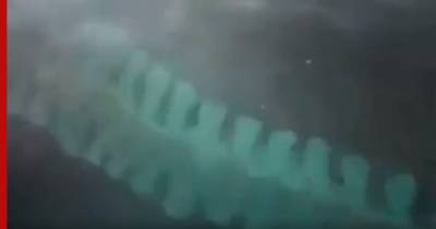 Загадочное десятиметровое существо обнаружили у берега моря: видео
