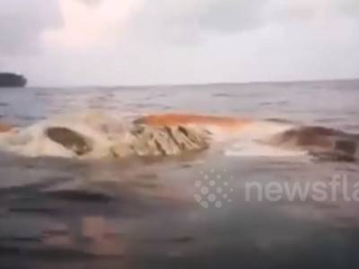 В Индонезии волны принесли к берегу тушу 10-метрового существа