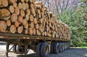 Российское правительство рассматривает возможность запрета экспорта древесины