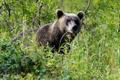 Дикий медведь изувечил москвичку в лесу