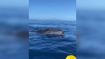 Туристы на Гаваях столкнулись в море с огромным китом