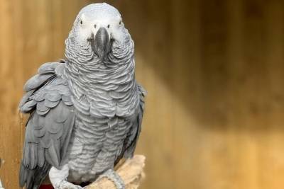 Попугаи-матерщинники атаковали британский зоопарк: скоро будет 250 ругающихся птиц