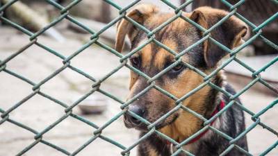 Акимат об отсутствии условий для бездомных животных в Таразе: Деньги выделяют не на содержание, а на уничтожение