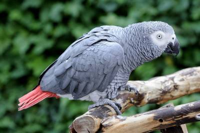 В зоопарке Англии группу попугаев отправили на перевоспитание из-за матов в сторону посетителей