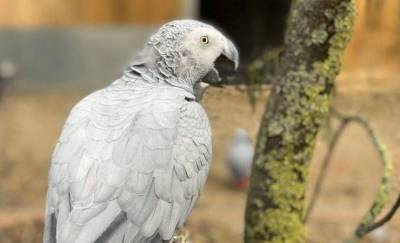 Пять попугаев в зоопарке в Англии провоцировали друг друга материться. Их пришлось рассадить