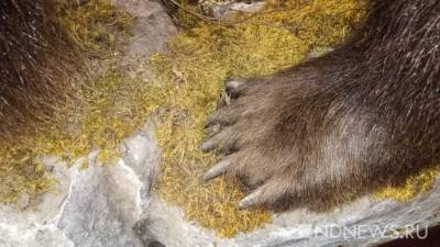 На Камчатке дикий медведь изувечил туристку из Москвы