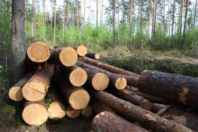 В Игринском районе Удмуртии мужчину убило деревом