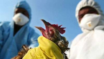 Роман Скляр поручил минимизировать последствия распространения птичьего гриппа в Казахстане