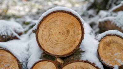 Эксперт прокомментировал запрет на вывоз из России необработанной древесины