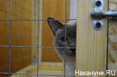 Уралец получил 3,5 года "строгача" за жестокое убийство двух котов