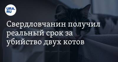 Свердловчанин получил реальный срок за убийство двух котов