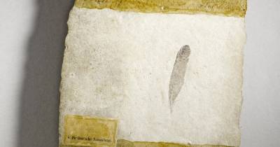 Спустя 159 лет ученые узнали историю самого древнего пера