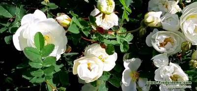 Роза ругоза (фото) – посадка и уход