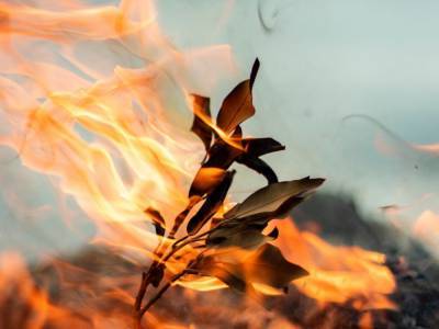 Дым от сжигания осенних листьев провоцирует серьезные заболевания - врач