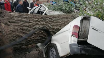 Дерево убило двух человек в Ростовской области