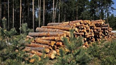 Путин поручил навести порядок в лесной отрасли России