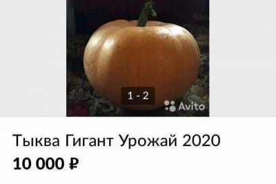 В Тверской области продают экстремально дорогую тыкву
