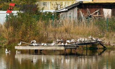Жители поселков возле единственного полигона Екатеринбурга страдают от нашествия птиц