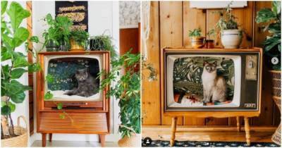 Люди превращают винтажные телевизоры в уютные кровати для кошек