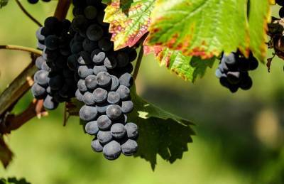 Вино и гастротуризм: на заводе «Цимлянские вина» планируют до конца года разлить 4 млн бутылок