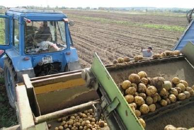 Сбор урожая картофеля завершается в Серпухове