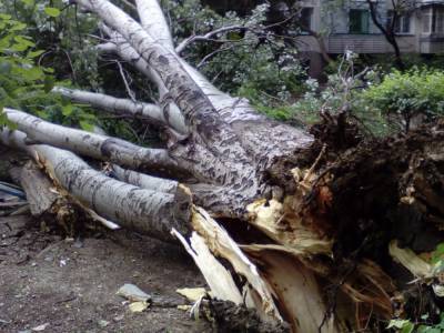 В Днепре разбушевалась непогода: на машины падают деревья, кадры