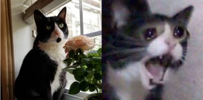 Умерла Инки — героиня популярного мему о коте, который кричит и плачет