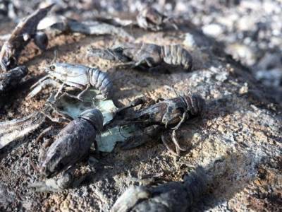 Рыбоохранный патруль заявил о массовой гибели краснокнижной рыбы в Николаевской области