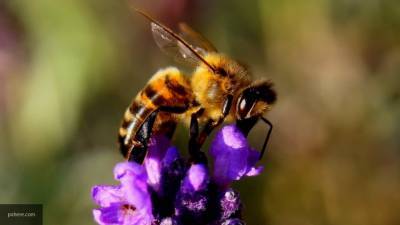 Дикие пчелы находятся под угрозой исчезновения