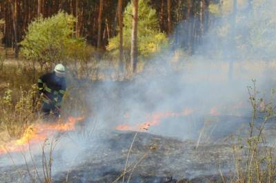 В Луганской области снова горят леса: жителей нескольких сел эвакуируют