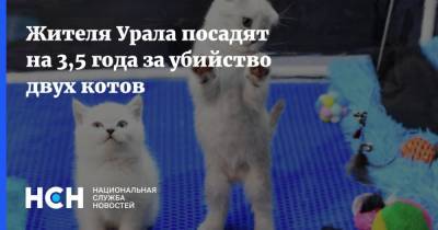 Жителя Урала посадят на 3,5 года за убийство двух котов