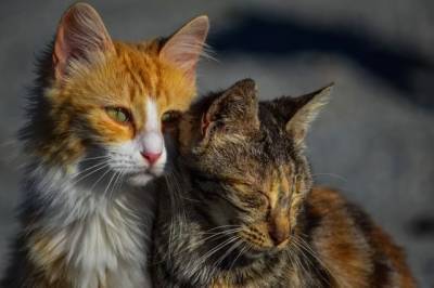 Жителя Свердловской области осудили за жестокое убийство котов своей матери